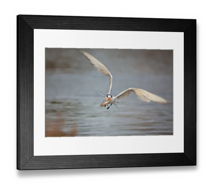 Framed Print : Incoming Tern with fish Framed Print : Incoming Tern with fish