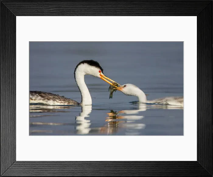 Framed Print : Western Grebe Feeding Framed Print : Western Grebe Feeding