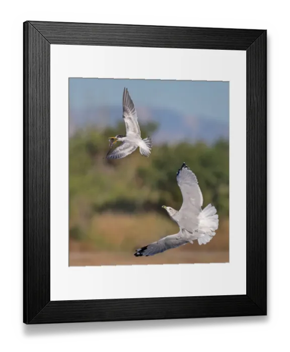 Framed Print : Tern vs Gull Framed Print : Tern vs Gull