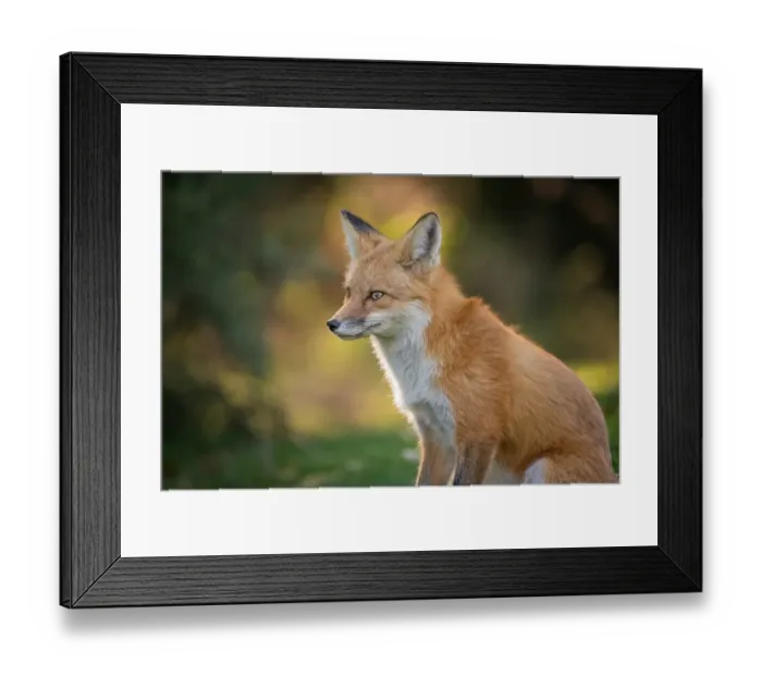 Framed Print : Portrait of a Red Fox Framed Print : Portrait of a Red Fox
