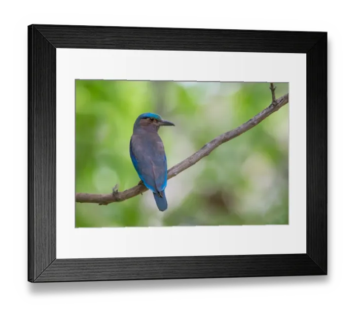 Framed Print : Indian Roller Framed Print : Indian Roller