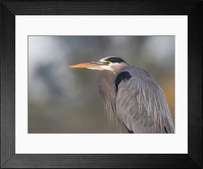 Framed Print : Portrait of a GBH Framed Print : Portrait of a GBH