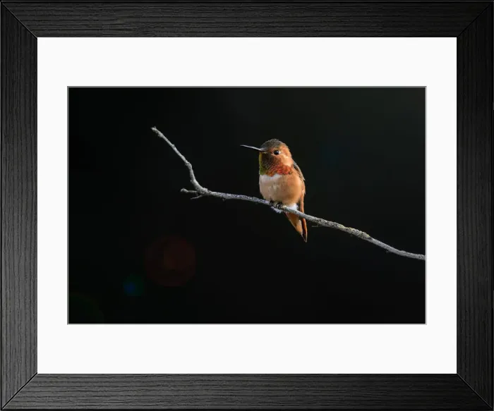 Framed Print : Hummingbird against Dark Background Framed Print : Hummingbird against Dark Background