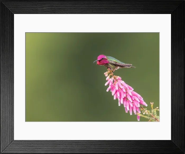 Framed Print : Getting Serious Framed Print : Getting Serious