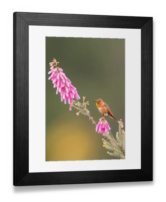 Framed Print : Tiny. A male Allens Hummingbird resting on top of a flower revealing its Framed Print : Tiny. A male Allens Hummingbird resting on top of a flower revealing its