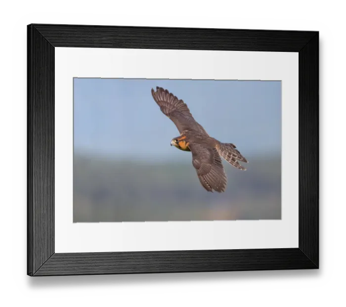 Framed Print : Aplomado Falcon