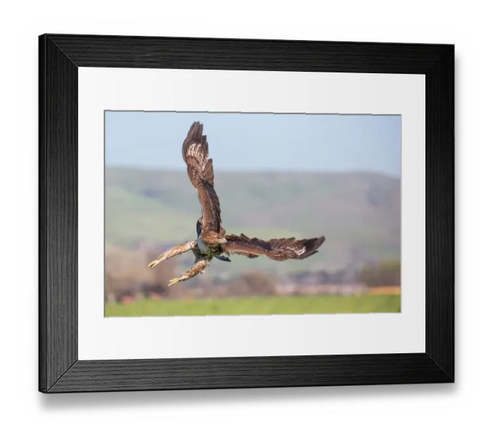 Framed Print : Taking off Framed Print : Taking off