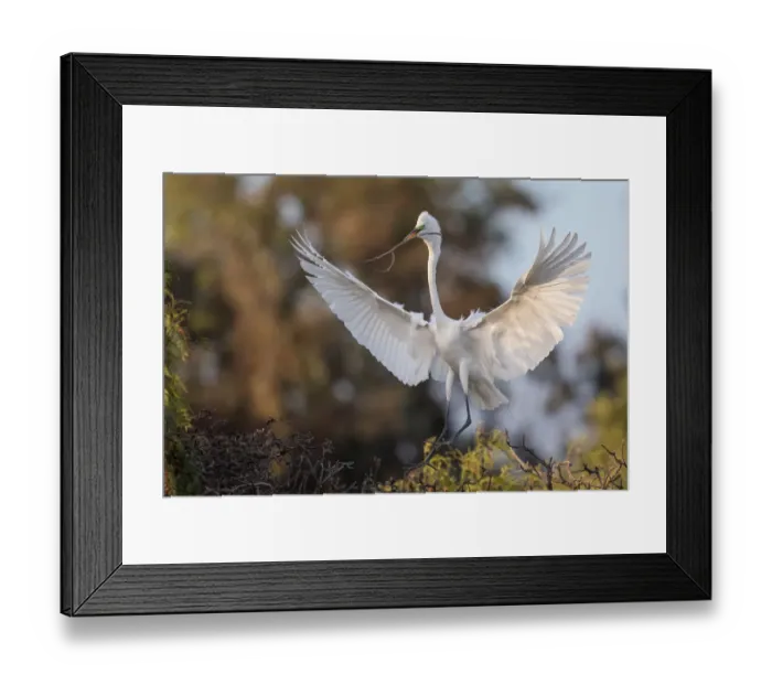 Framed Print : The Spread Framed Print : The Spread
