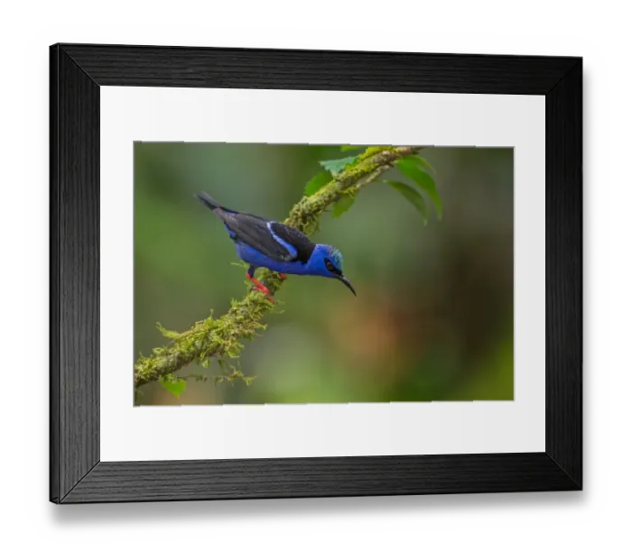 Framed Print : Red-legged Honeycreeper