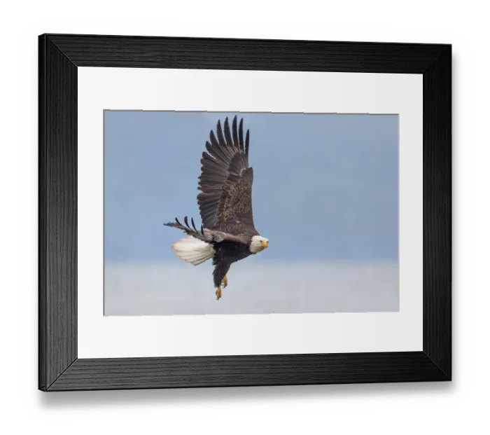 Framed Print : Bald Eagle