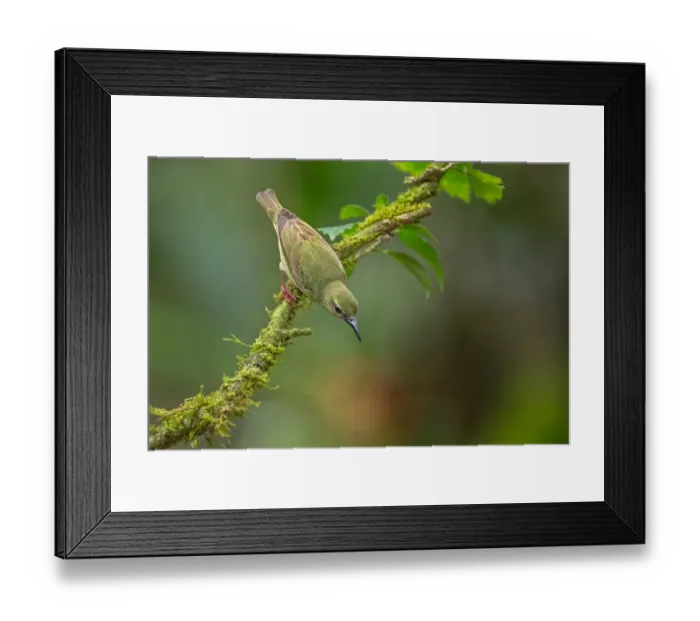 Framed Print : Red-legged Honeycreeper Framed Print : Red-legged Honeycreeper