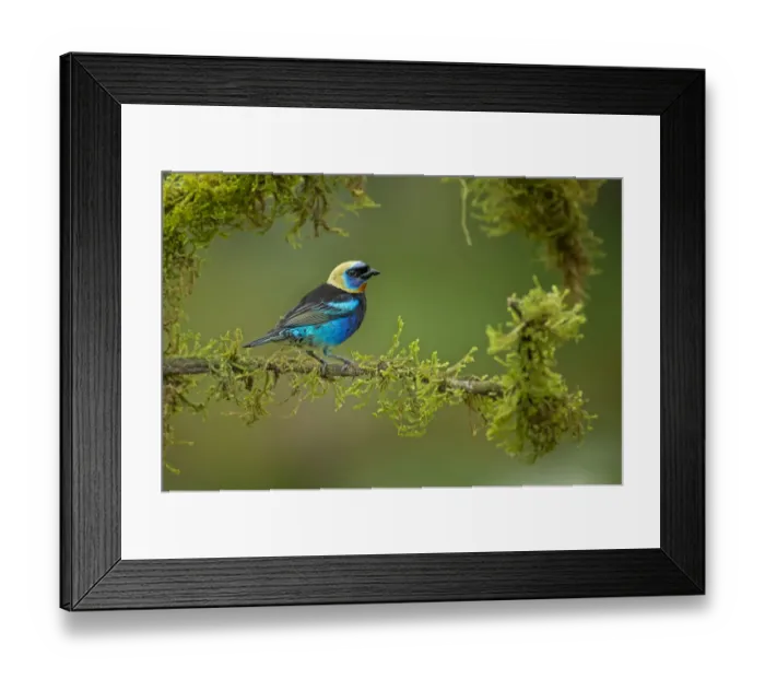 Framed Print : Golden-hooded Tanager Framed Print : Golden-hooded Tanager