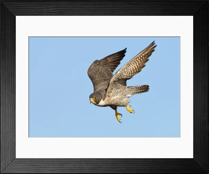 Framed Print : Peregrine falcon Framed Print : Peregrine falcon