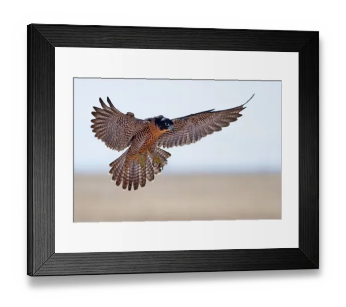 Framed Print : Peregrine Falcon Framed Print : Peregrine Falcon