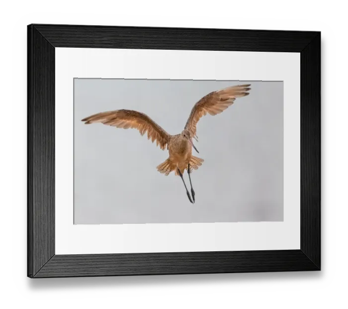 Framed Print : Marbled Godwit Framed Print : Marbled Godwit