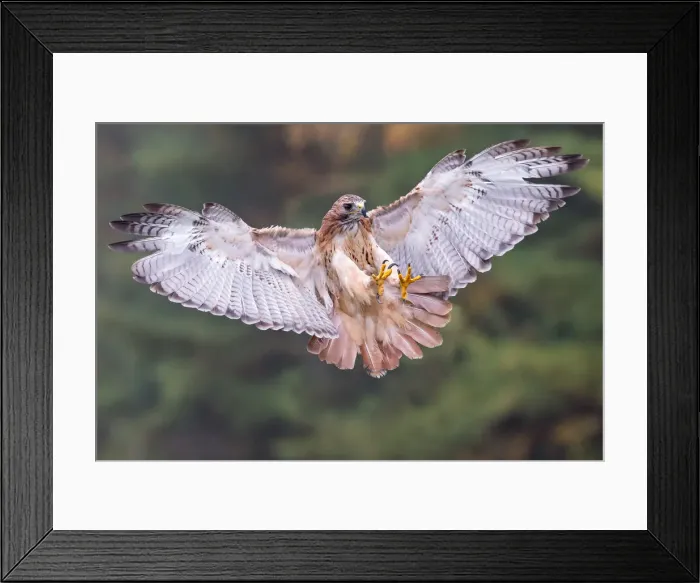 Framed Print : Red-tailed Hawk Framed Print : Red-tailed Hawk