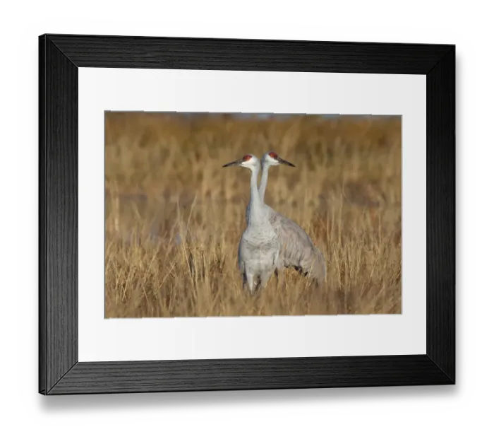 Framed Print : Sandhill Crane