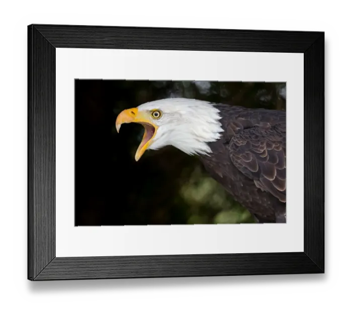 Framed Print : Bald Eagle Framed Print : Bald Eagle