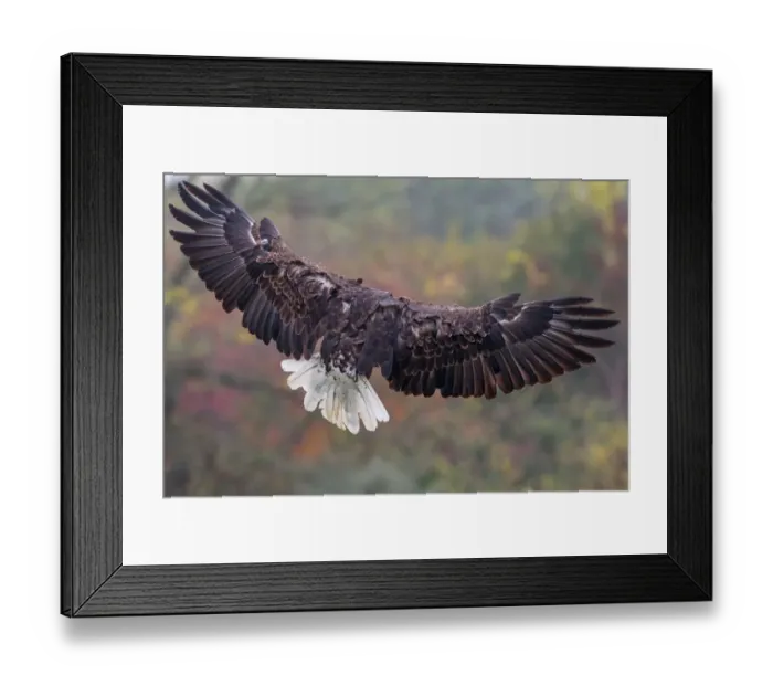 Framed Print : Bald Eagle Framed Print : Bald Eagle