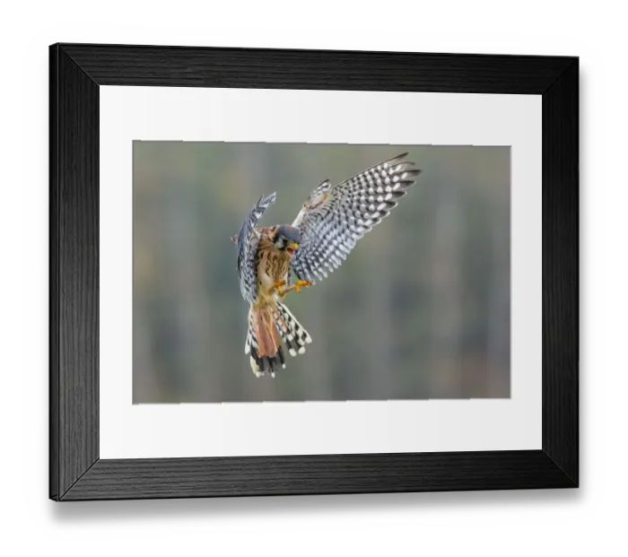 Framed Print : American Kestrel Framed Print : American Kestrel
