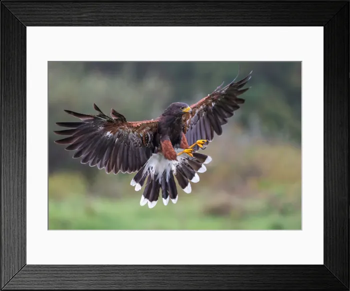 Framed Print : Harris Hawk Framed Print : Harris Hawk
