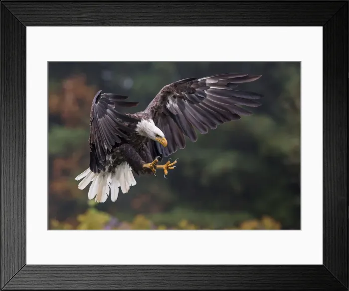 Framed Print : Bald Eagle Framed Print : Bald Eagle
