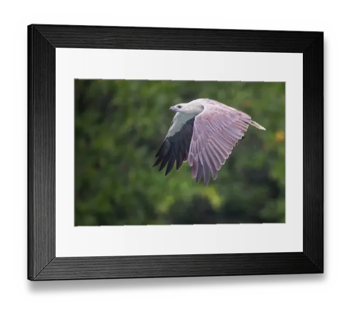 Framed Print : White-bellied Sea Eagle Framed Print : White-bellied Sea Eagle