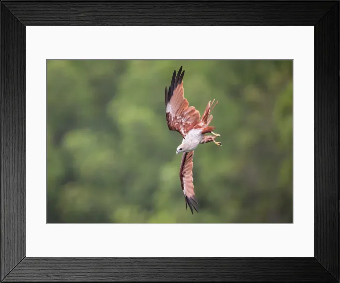 Framed Print : Brahminy Kite Framed Print : Brahminy Kite