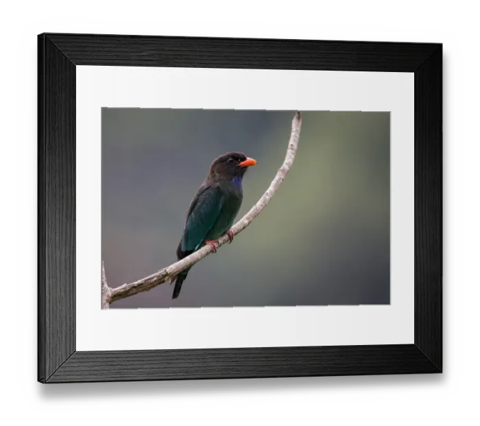 Framed Print : Dollarbird