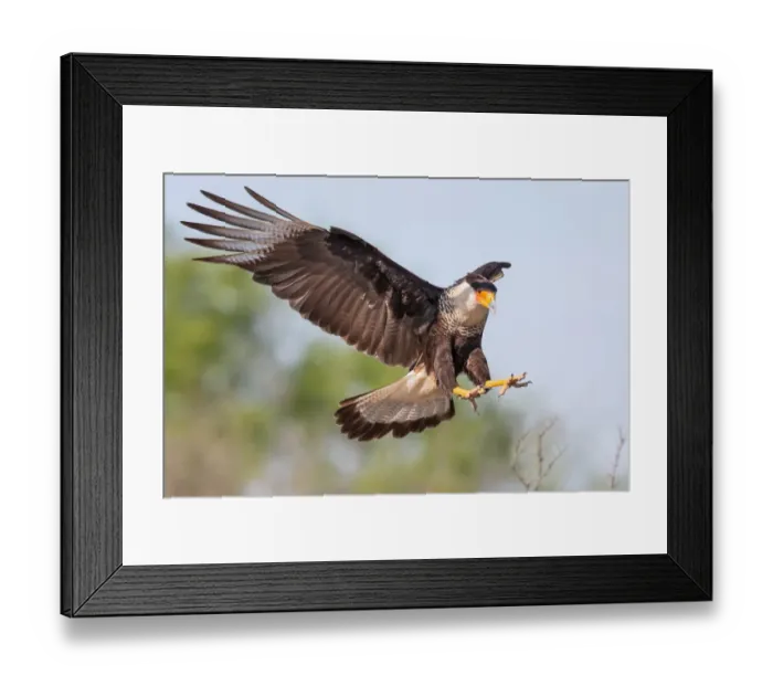 Framed Print : Landing gear down Framed Print : Landing gear down