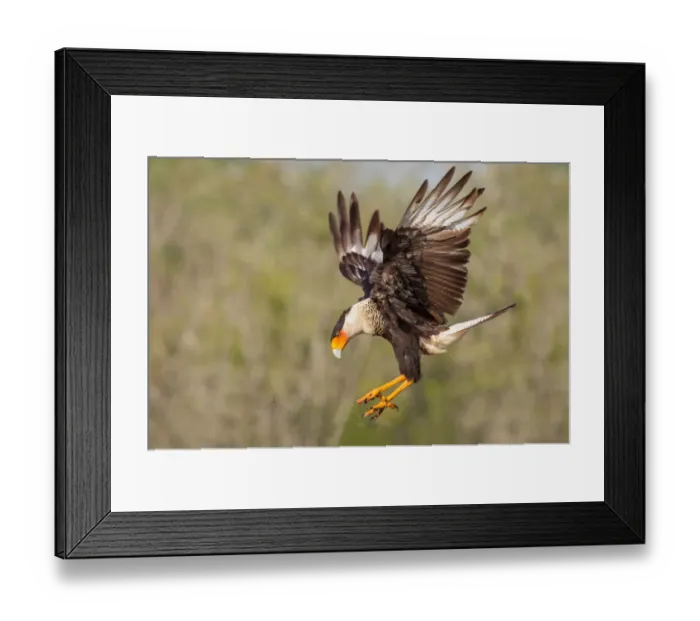 Framed Print : Crested Caracara