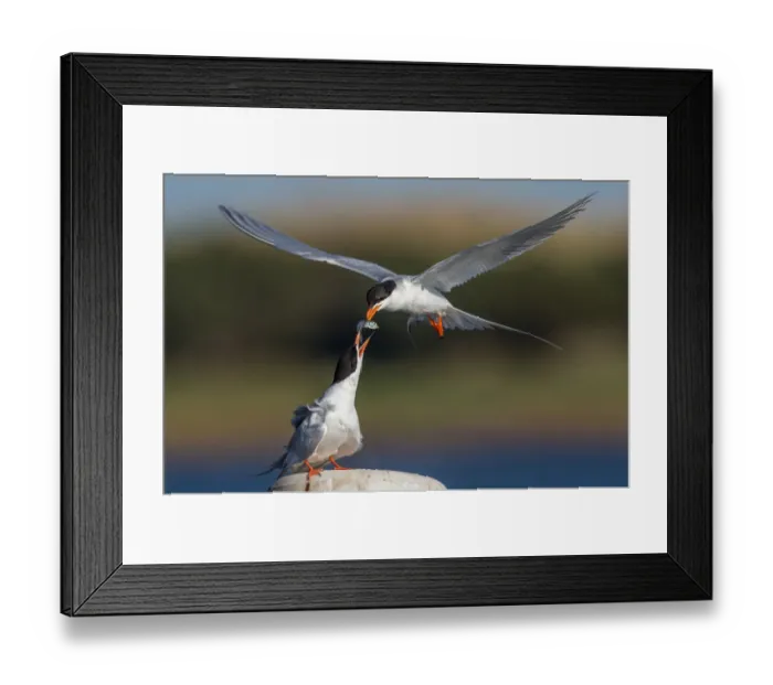 Framed Print : Forsters Tern Food Exchange Framed Print : Forsters Tern Food Exchange