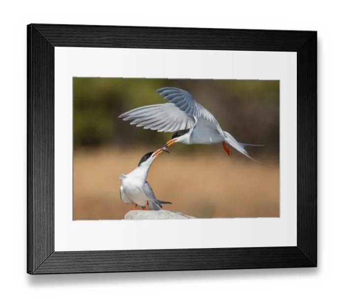 Framed Print : Food Exchange Framed Print : Food Exchange