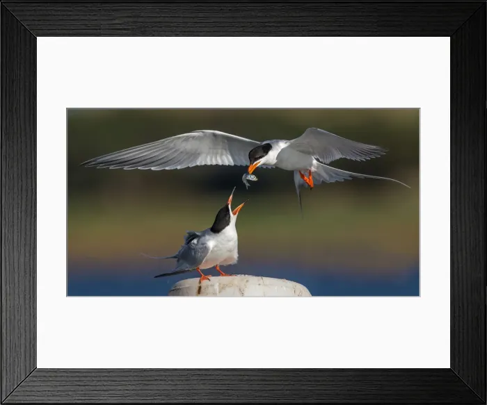 Framed Print : Here you go babe Framed Print : Here you go babe