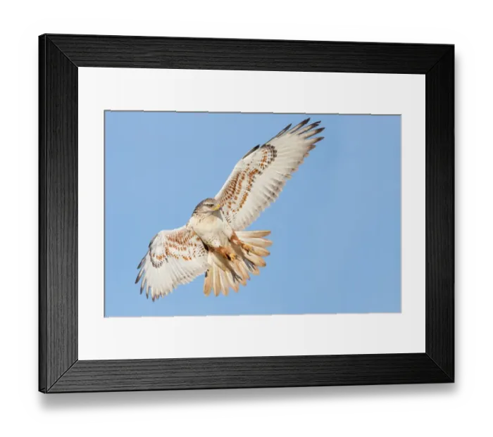 Framed Print : Ferruginous Hawk Framed Print : Ferruginous Hawk