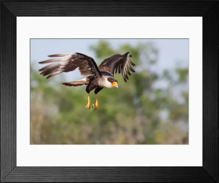 Framed Print : Crested Caracara in Flight Framed Print : Crested Caracara in Flight