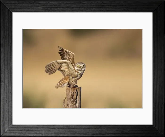 Framed Print : Burrowing Owl Framed Print : Burrowing Owl