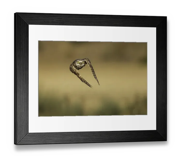 Framed Print : Burrowing Owl
