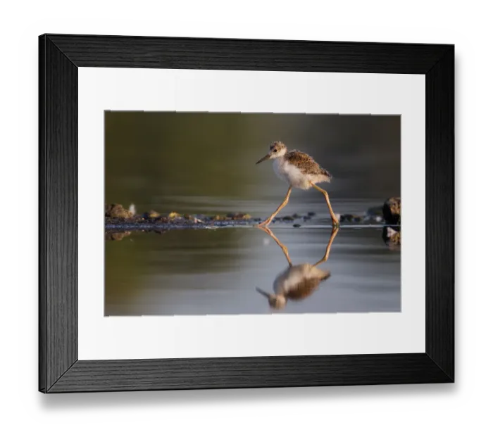 Framed Print : Baby Black-necked Stilt Framed Print : Baby Black-necked Stilt