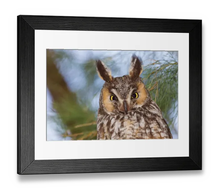 Framed Print : Long-eared Owl Framed Print : Long-eared Owl