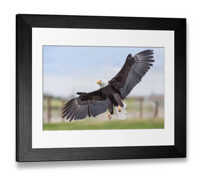 Framed Print : Bald Eagle Framed Print : Bald Eagle