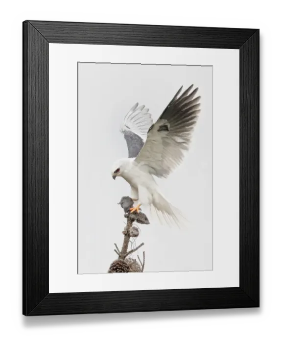 Framed Print : White-tailed Kite Framed Print : White-tailed Kite