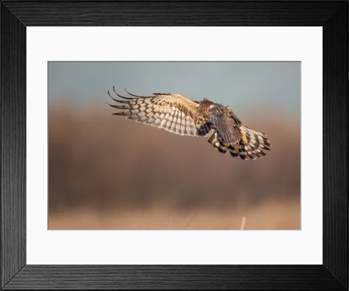 Framed Print : Northern Harrier Framed Print : Northern Harrier