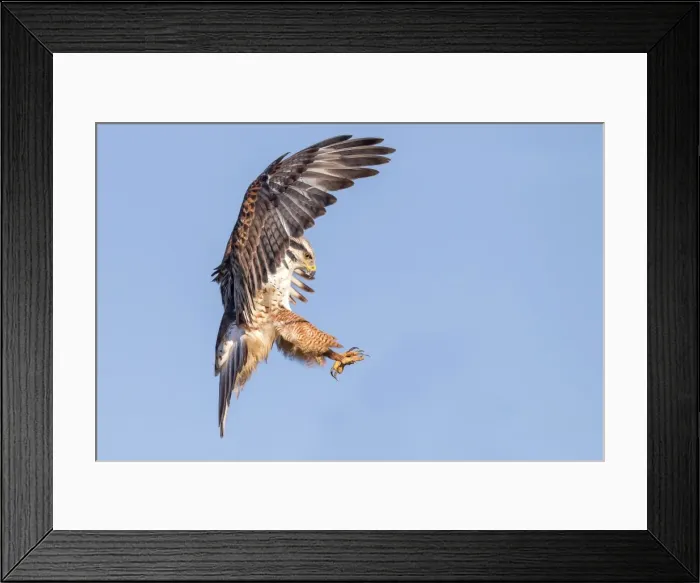 Framed Print : Ferruginous Hawk Framed Print : Ferruginous Hawk