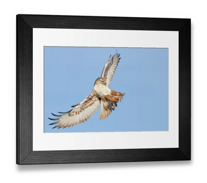 Framed Print : Ferruginous Hawk Framed Print : Ferruginous Hawk