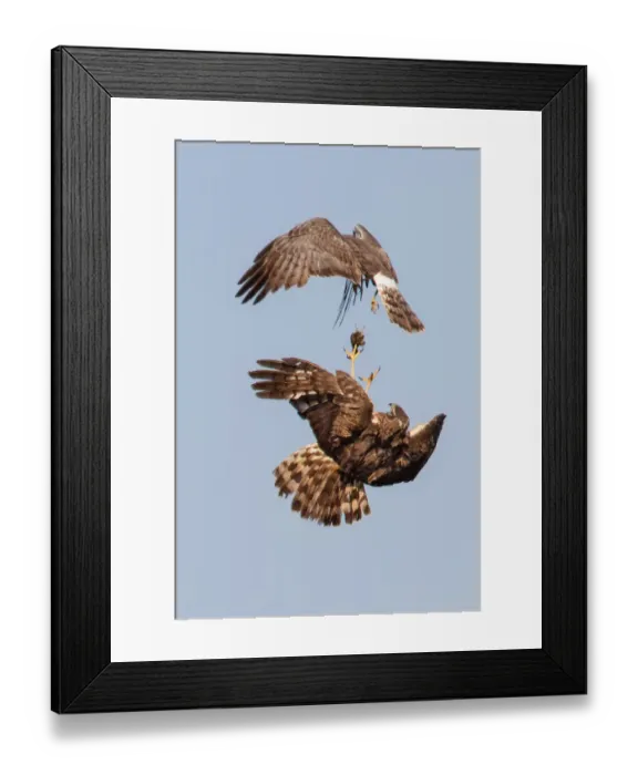Framed Print : Harrier food exchange Framed Print : Harrier food exchange