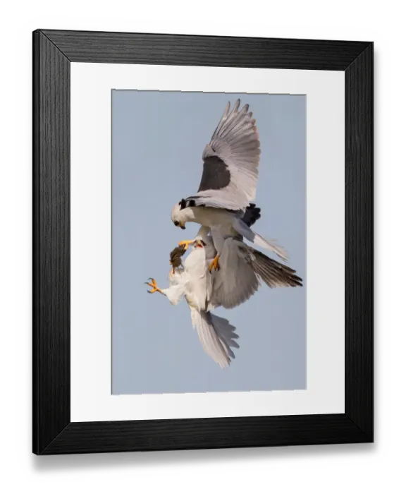Framed Print : White-tailed Kite food exchange Framed Print : White-tailed Kite food exchange