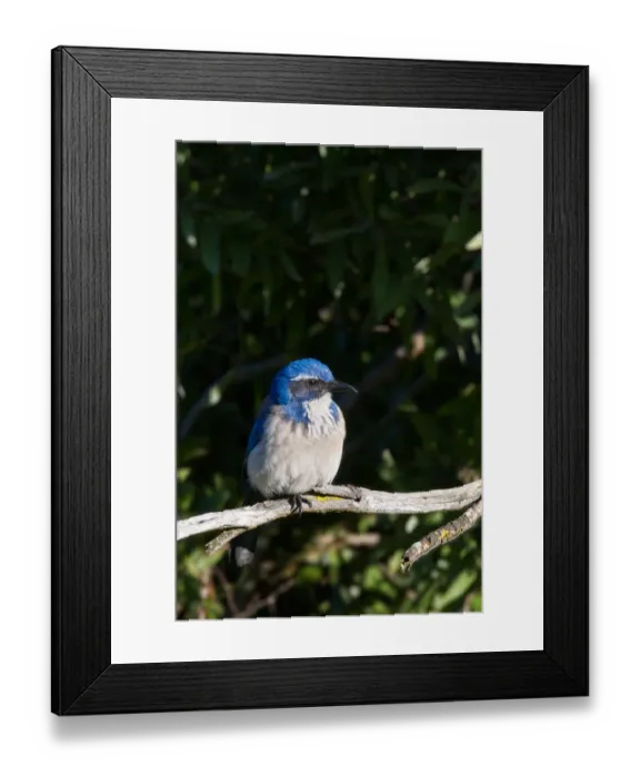 Framed Print : Scrub Jay perching on branch of tree