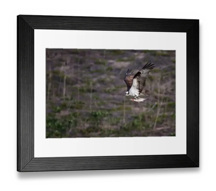 Framed Print : Osprey. Close up of Ed Levin catching Osprey
