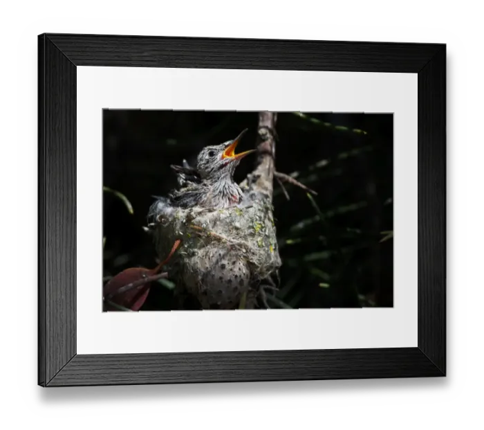 Framed Print : Annas Hummingbird chicks Framed Print : Annas Hummingbird chicks